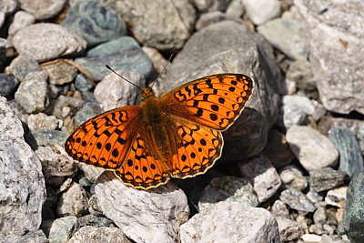 Argynnis niobe_08419W.JPG